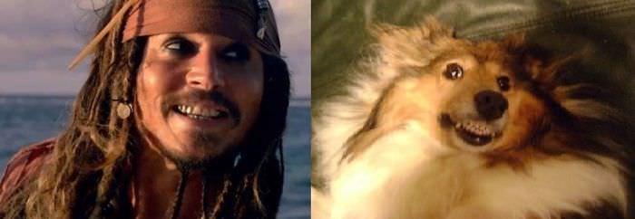  Sheltie Of The Carribean