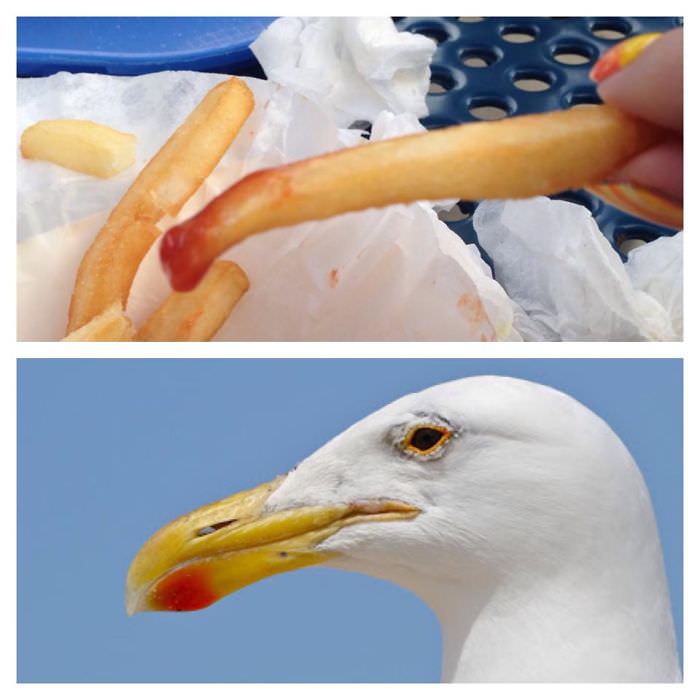 Fry With Ketchup Looks Like Seagull Beak