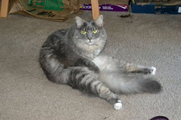 When-Bowser-sits-it-looks-like-hes-been-folded-in-half.