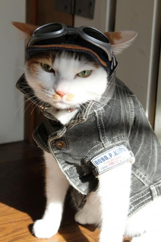 ac40a9874242daa7fbfbfed78099aa5d_650x