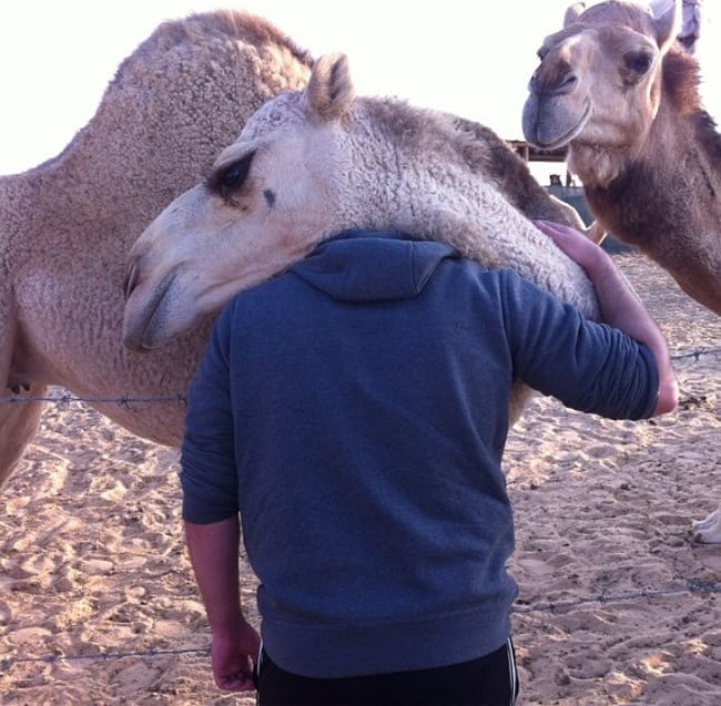 adorable animals giving hugs camel