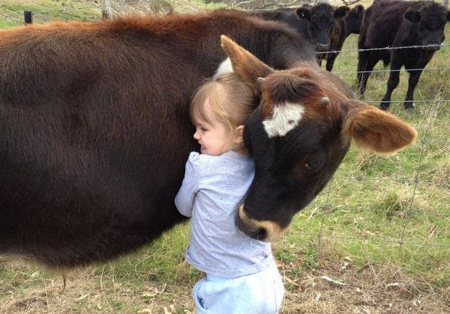 adorable animals giving hugs cow