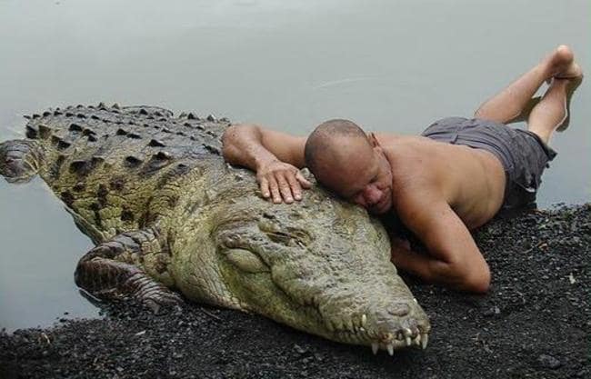 adorable animals giving hugs crocodile