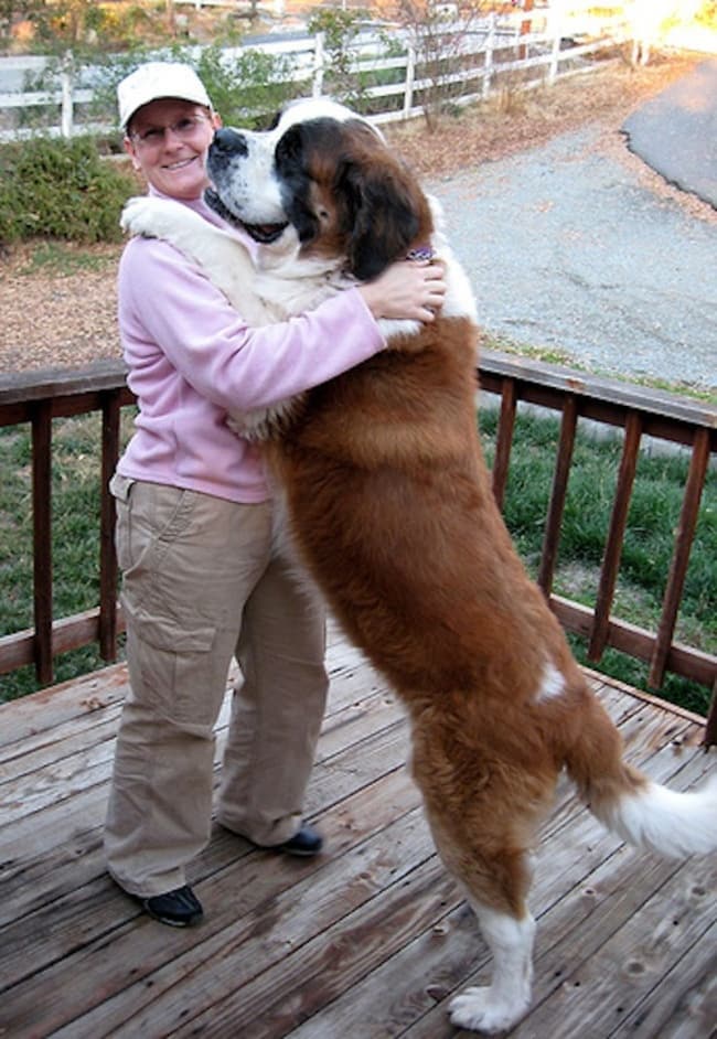 adorable animals giving hugs dog