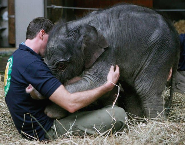 adorable animals giving hugs elephant