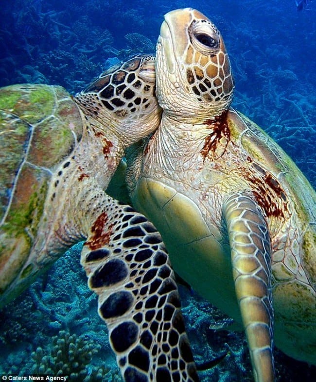 adorable animals giving hugs flipper