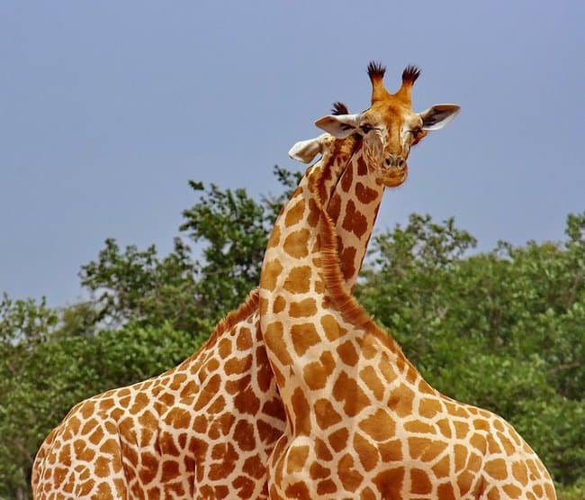 25 Heartwarming Moments When Animals Gave Big Hugs Small Joys