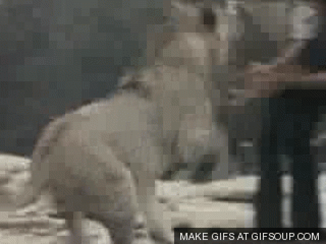 adorable animals giving hugs greeting