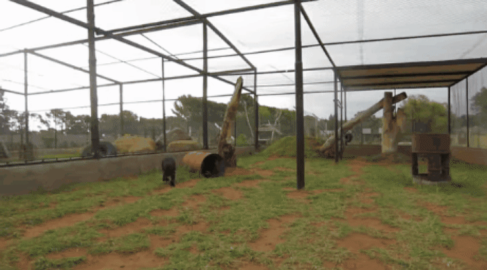adorable animals giving hugs leopard