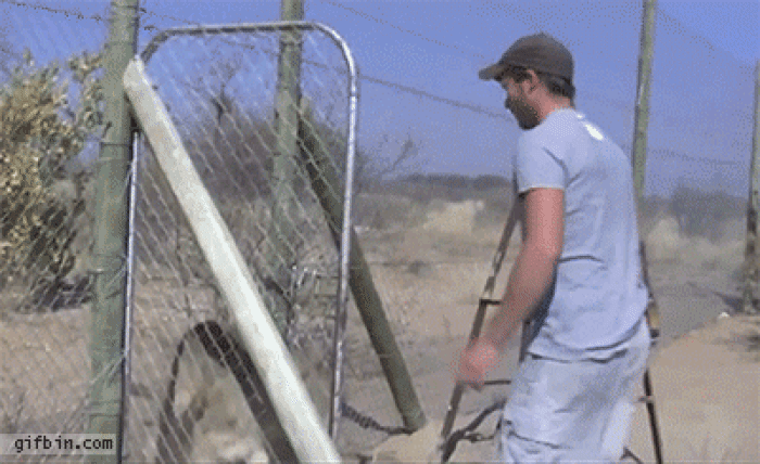 adorable animals giving hugs lion