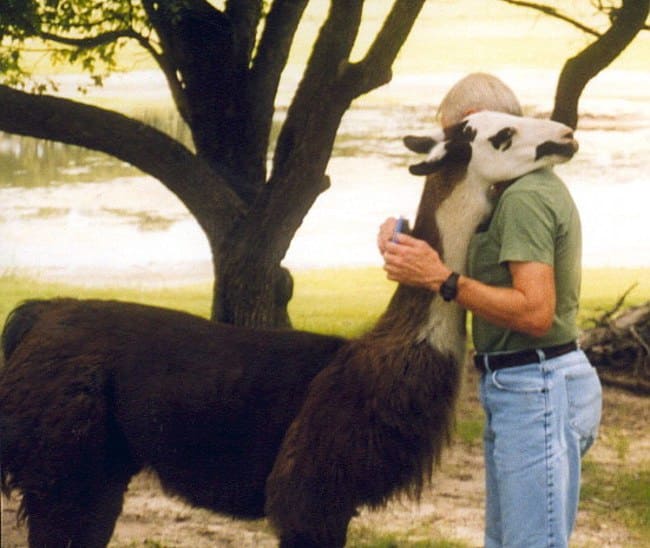 adorable animals giving hugs llama