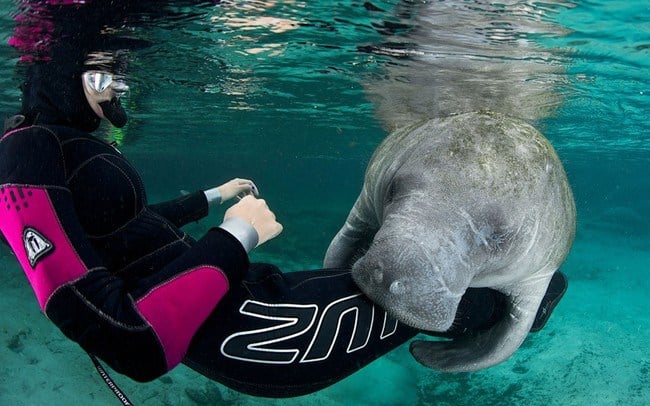 adorable animals giving hugs manatee