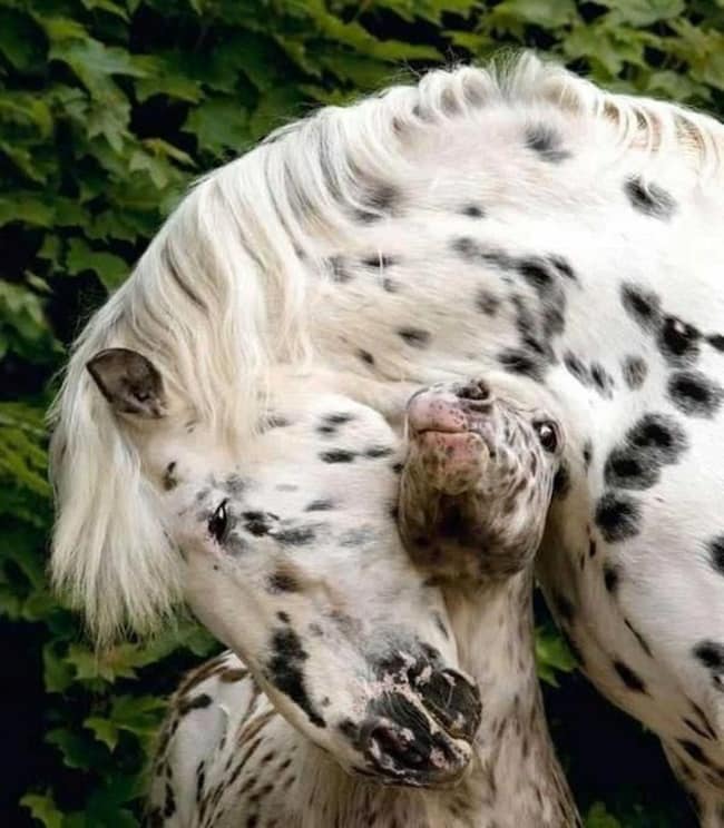 adorable animals giving hugs mother horse