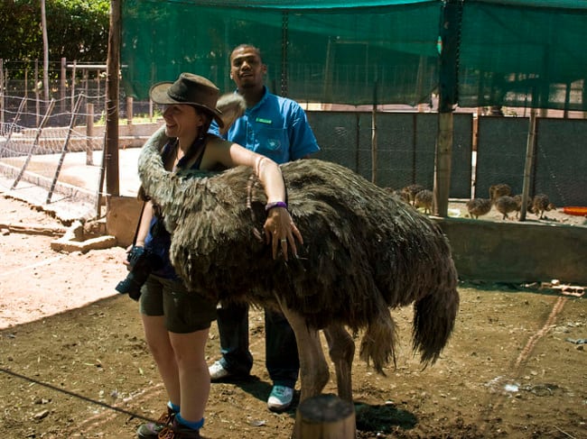 adorable animals giving hugs ostrich