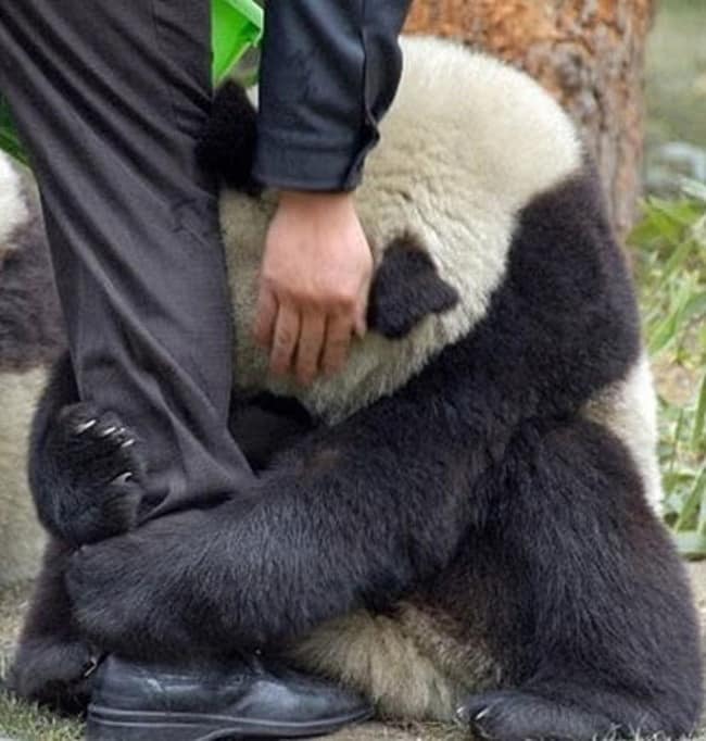 adorable animals giving hugs panda