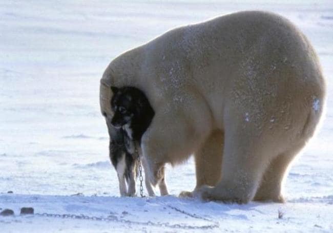 adorable animals giving hugs polar bear