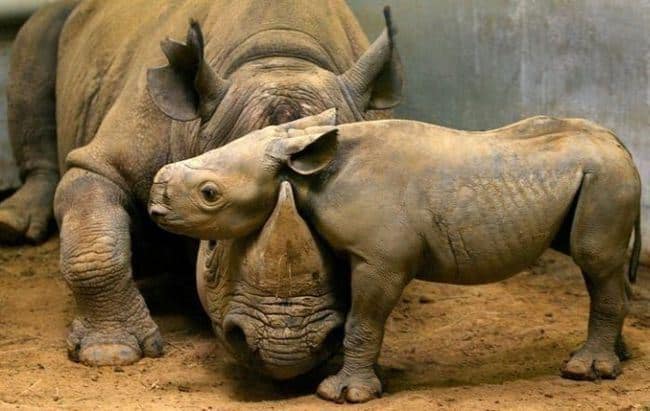adorable animals giving hugs rhino