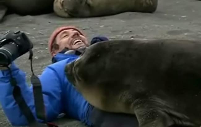 adorable animals giving hugs seal