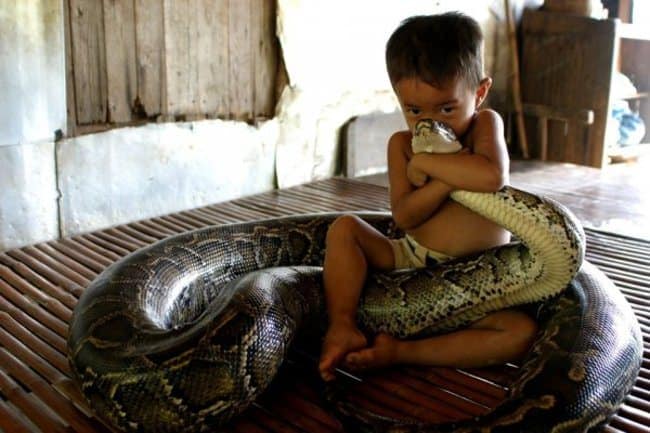 adorable animals giving hugs snake