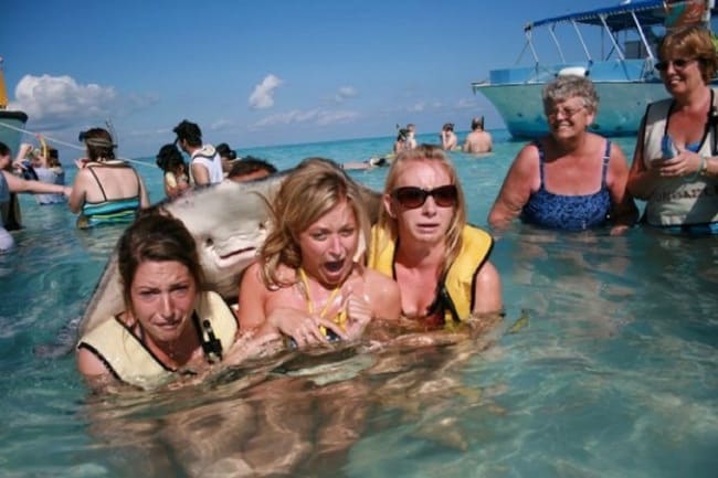 adorable animals giving hugs sting ray