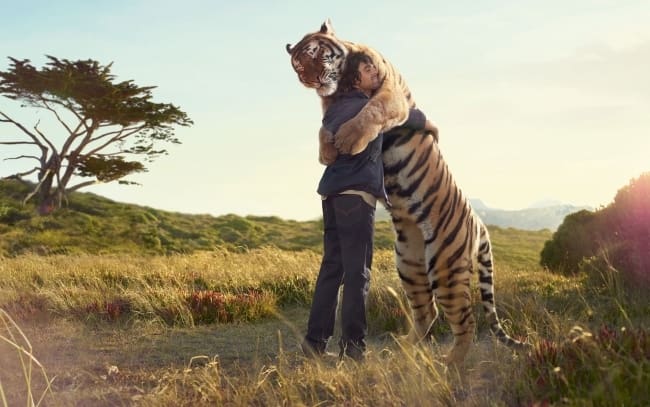 adorable animals giving hugs tiger