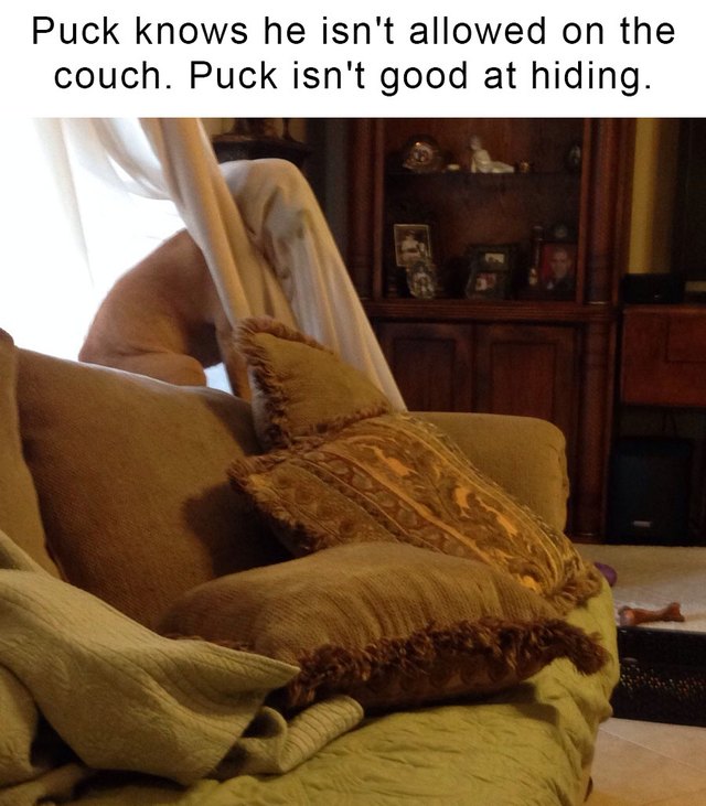 Dog failing to hide behind a curtain.