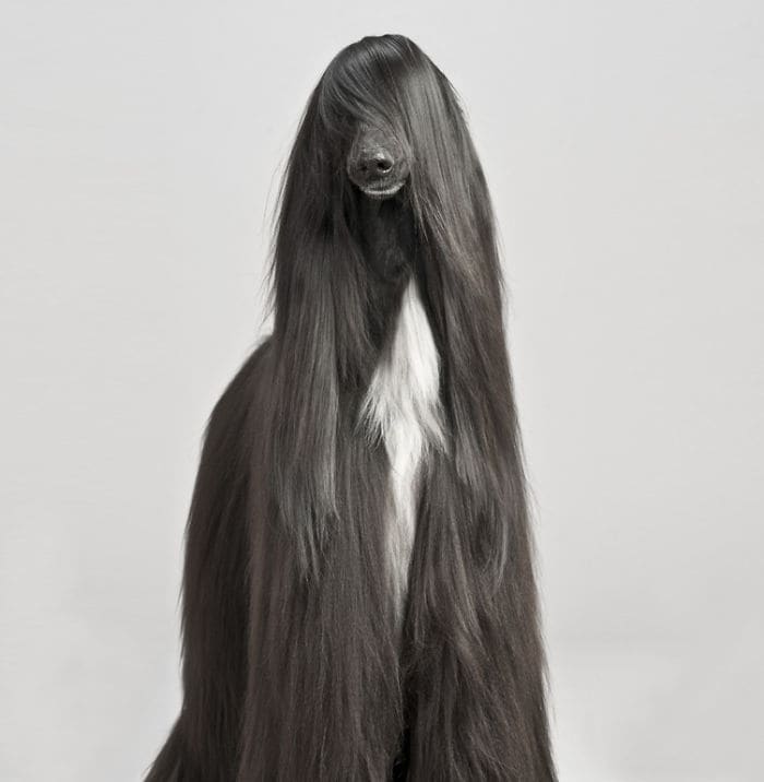 afghan hound
