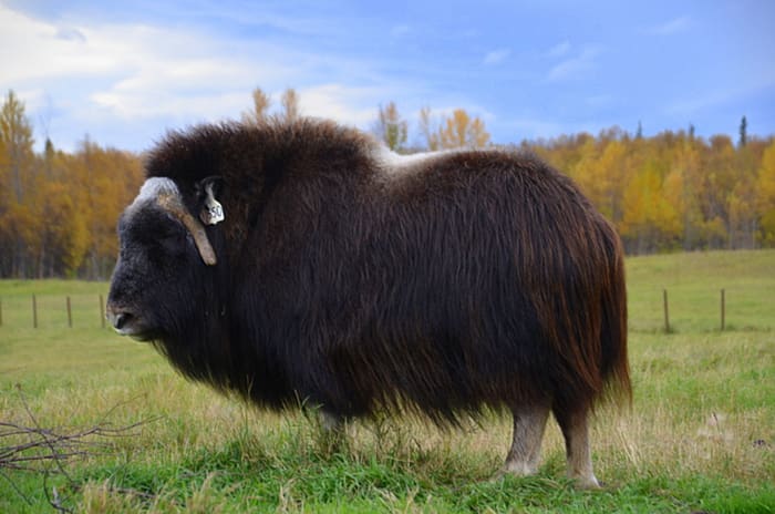 alaskan musk ox