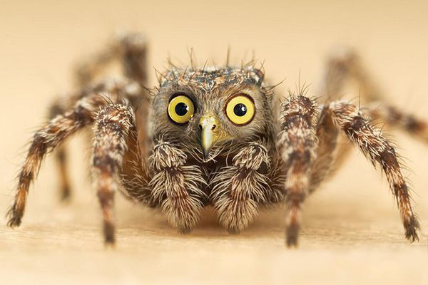 animal-mashup2_resultat