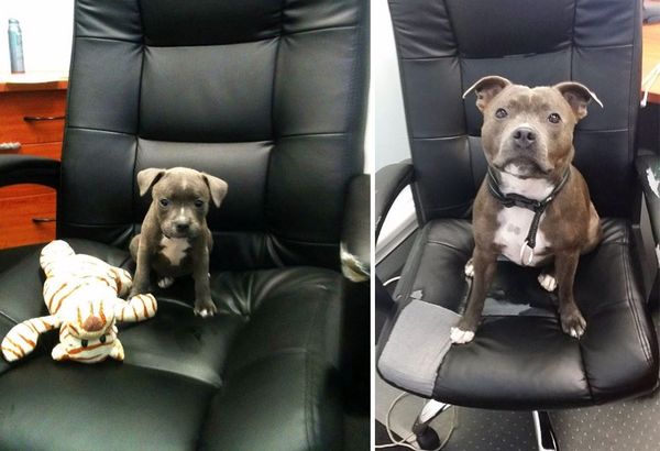 animals-before-after-growing-up-4_resultat