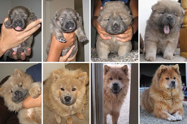 animals-before-after-then-now-43_resultat