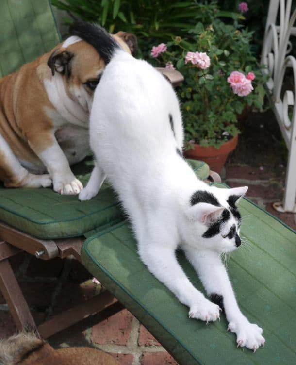 animals being jerks 1