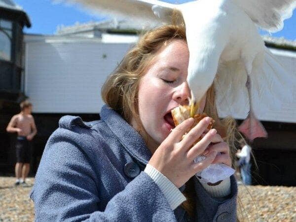 animals being jerks 15