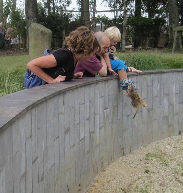 animals being jerks 16