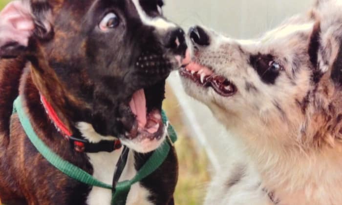 animals being jerks 17.1