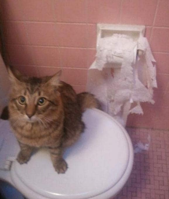 animals being jerks 19