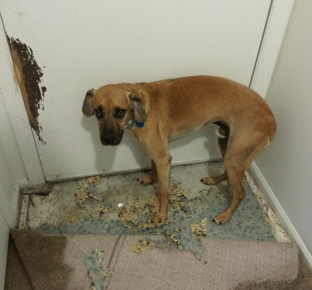 animals being jerks 20.1