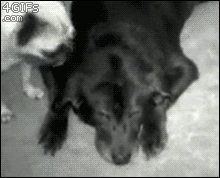 animals being jerks 2.1