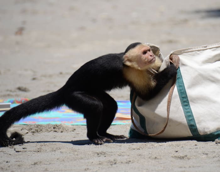 animals being jerks 22.1