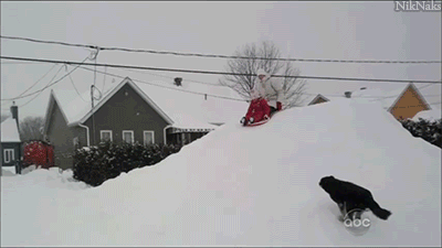 animals being jerks 3