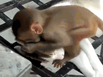 animals being jerks 5.1