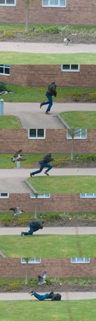 animals being jerks 7