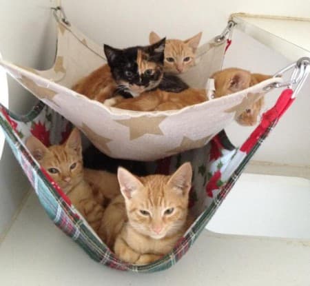 awesome ways to organize cats 11
