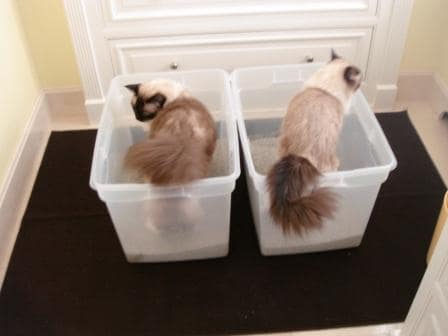 awesome ways to organize cats 12