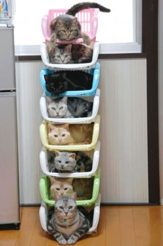 awesome ways to organize cats 13