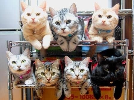 awesome ways to organize cats 14