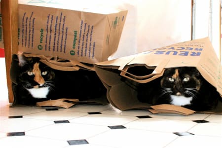 awesome ways to organize cats 16