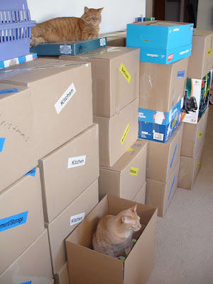 awesome ways to organize cats 17