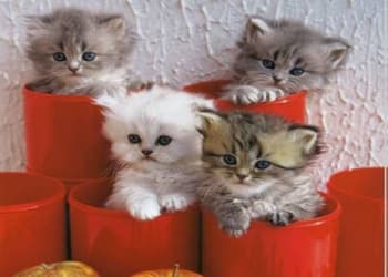 awesome ways to organize cats 18