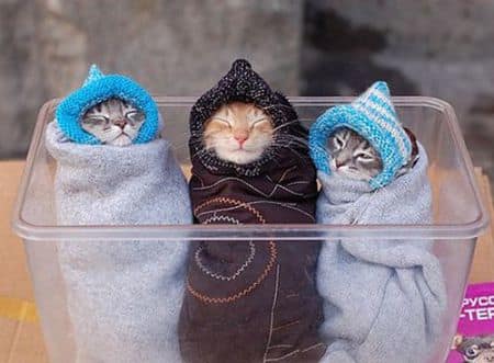 awesome ways to organize cats 19